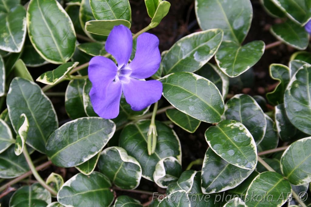 Vinca minor 'Ralph Shugert '
