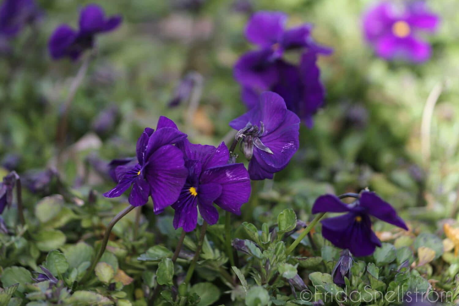 Viola williamsii 'Martin'