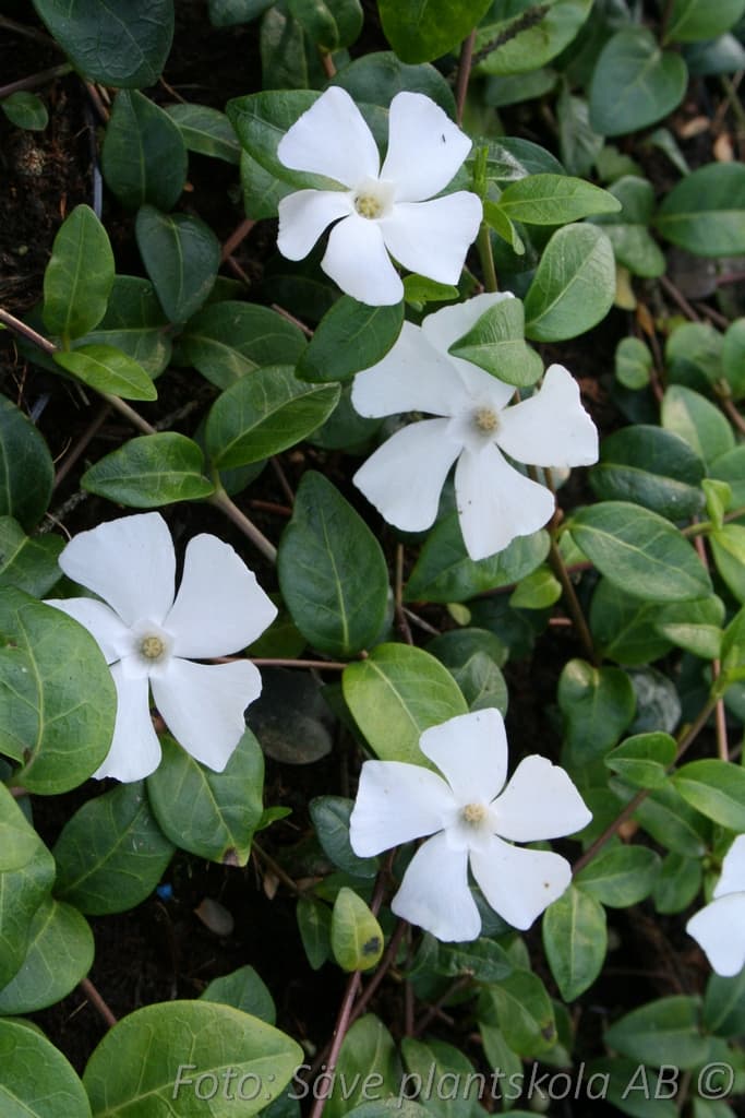 Vinca minor 'White Power'