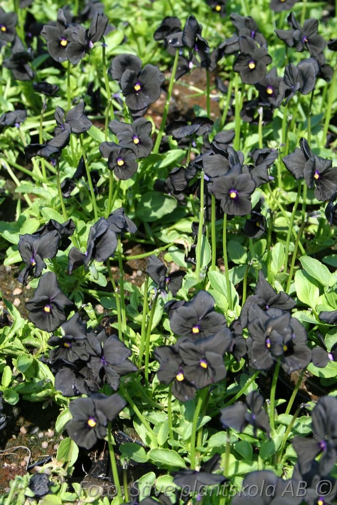 Viola williamsii 'Molly Sanderson'