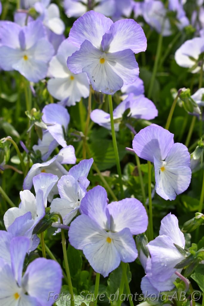 Viola williamsii 'Ullas Favorit' Grönt kulturarv ®