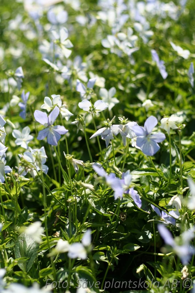 Viola williamsii 'Belmont Blue'