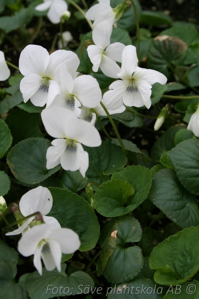 Viola sororia  'Albiflora'