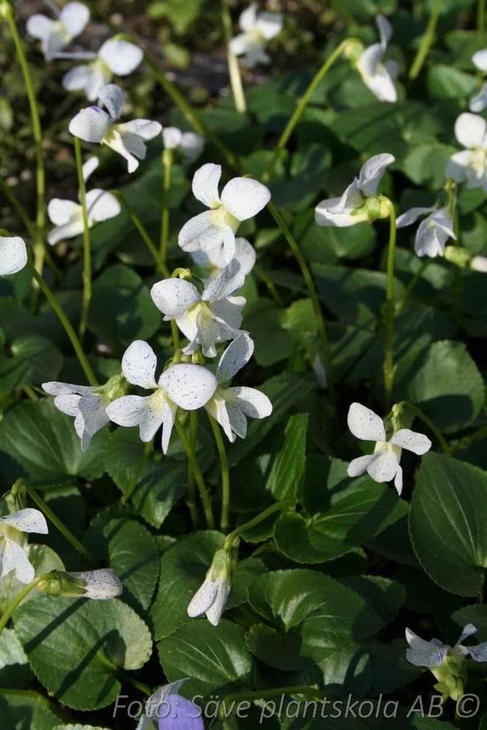 Viola sororia 'Freckels'