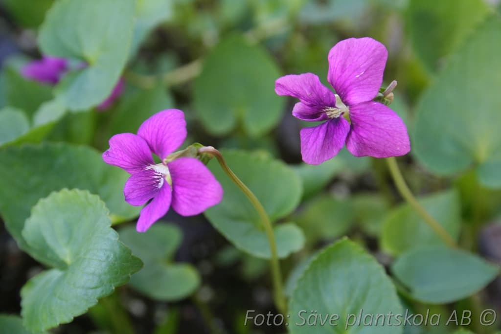 Viola sororia 'Red Charm'