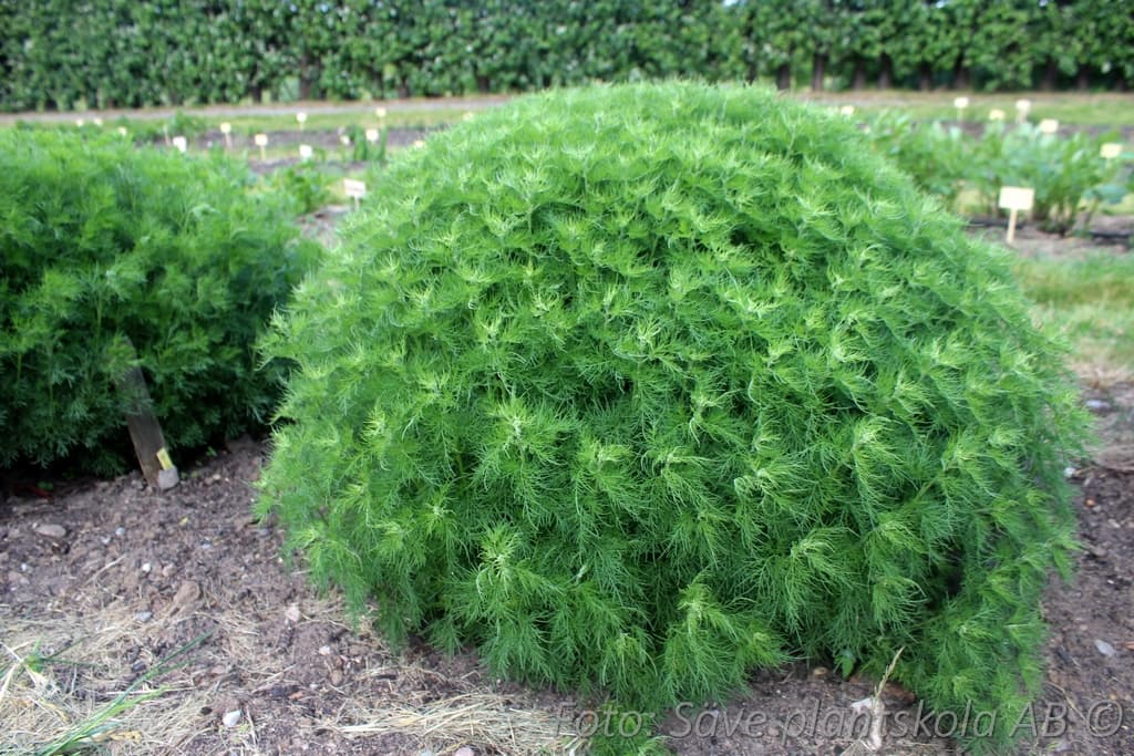 Artemisia abrotanum 'Predikoväcka' GK ®