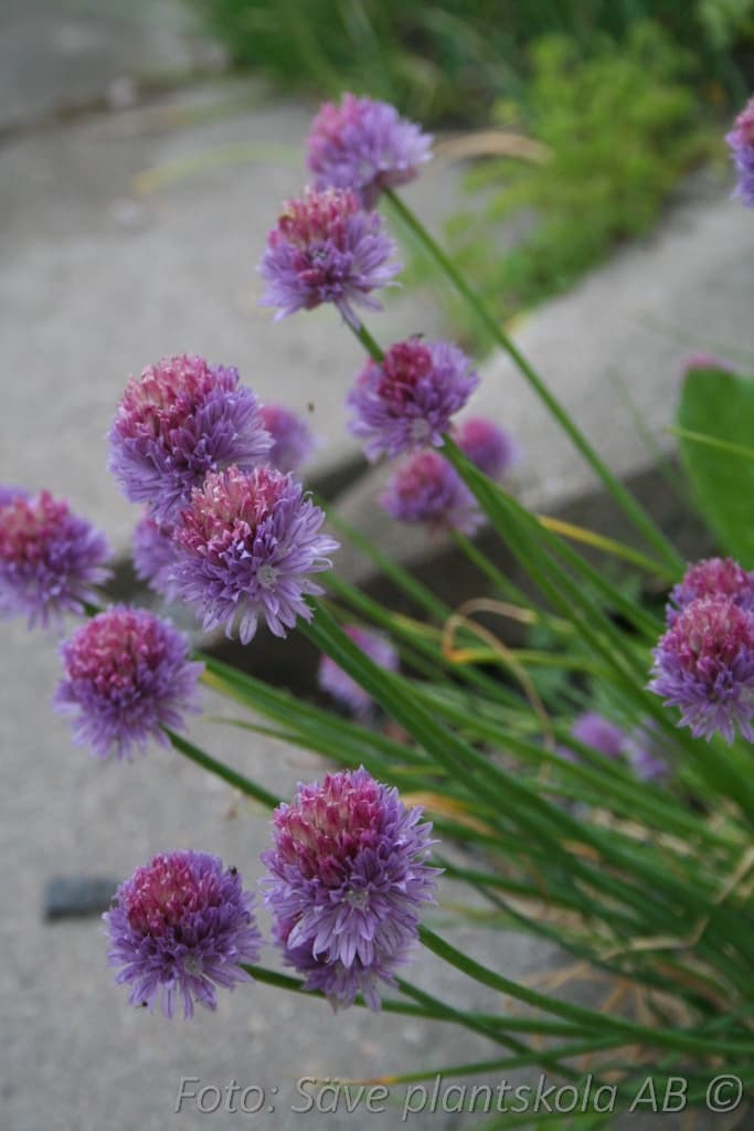 Allium schoenoprasum