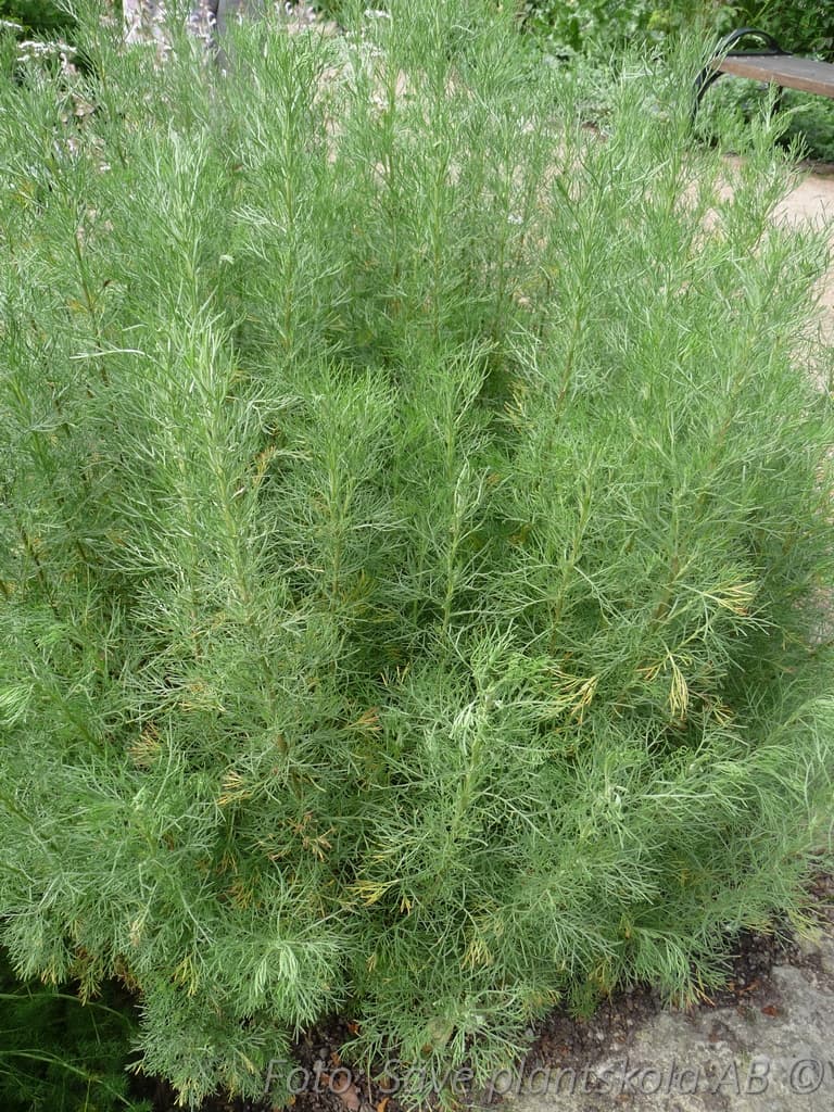 Artemisia abrotanum