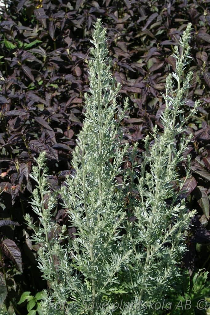 Artemisia absinthium
