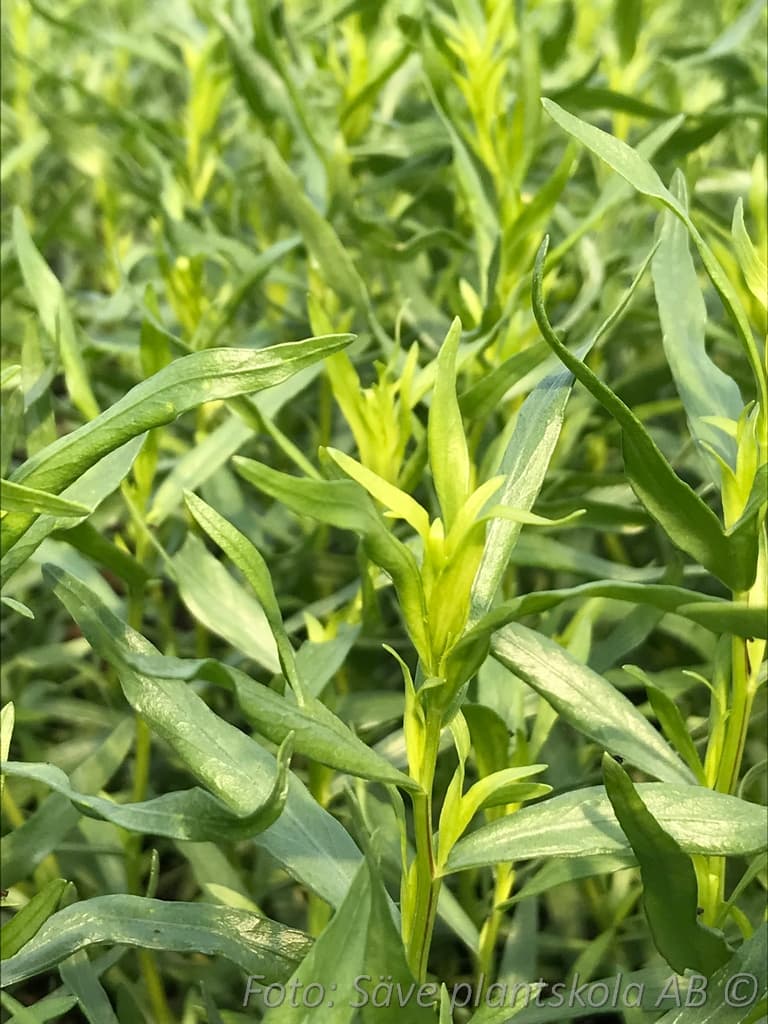Artemisia dracunculus