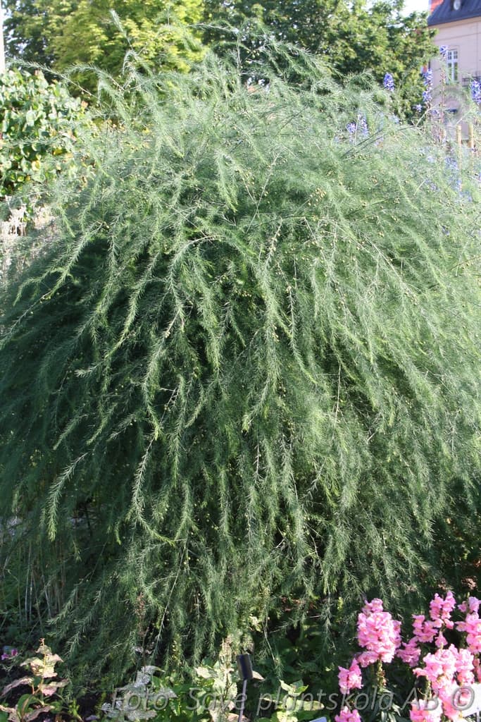 Asparagus officinalis 'Primaverde'