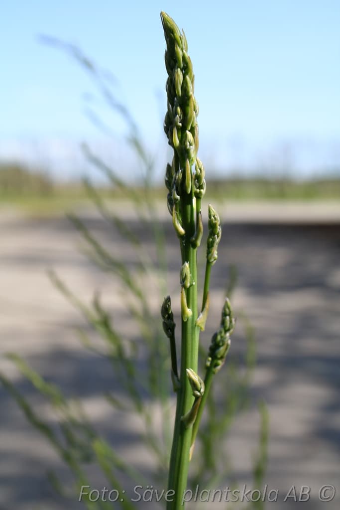 Asparagus officinalis 'Erasmus'