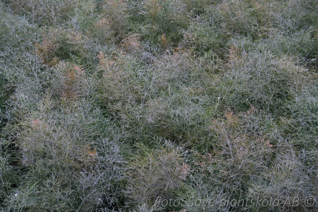 Foeniculum vulgare 'Purpurea'