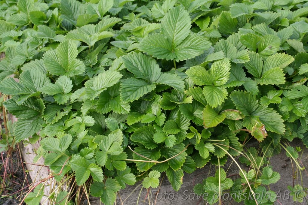 Fragaria vesca  'Rödluvan'