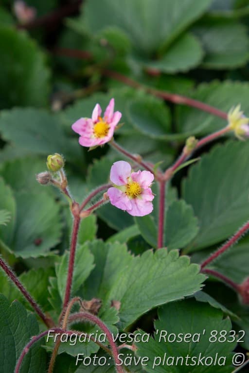 Fragaria vesca 'Rosea'