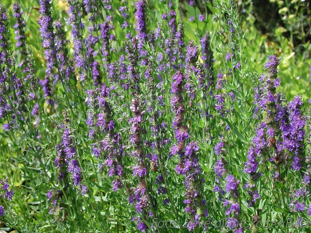 Hyssopus officinalis