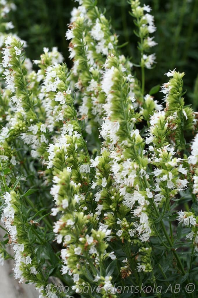 Hyssopus officinalis  'Alba'