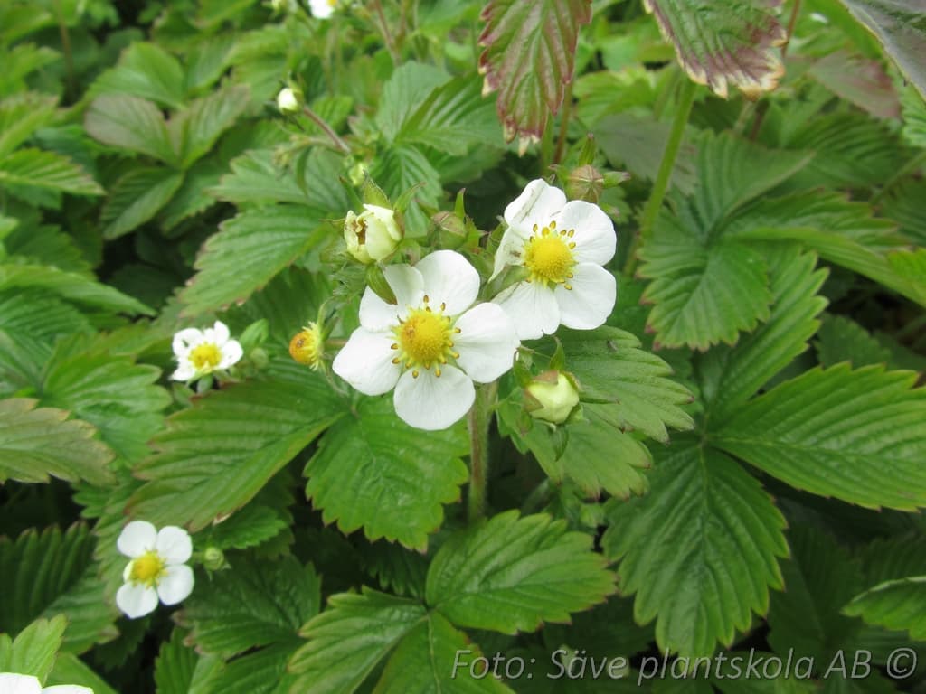Fragaria moschata 'Askungen'