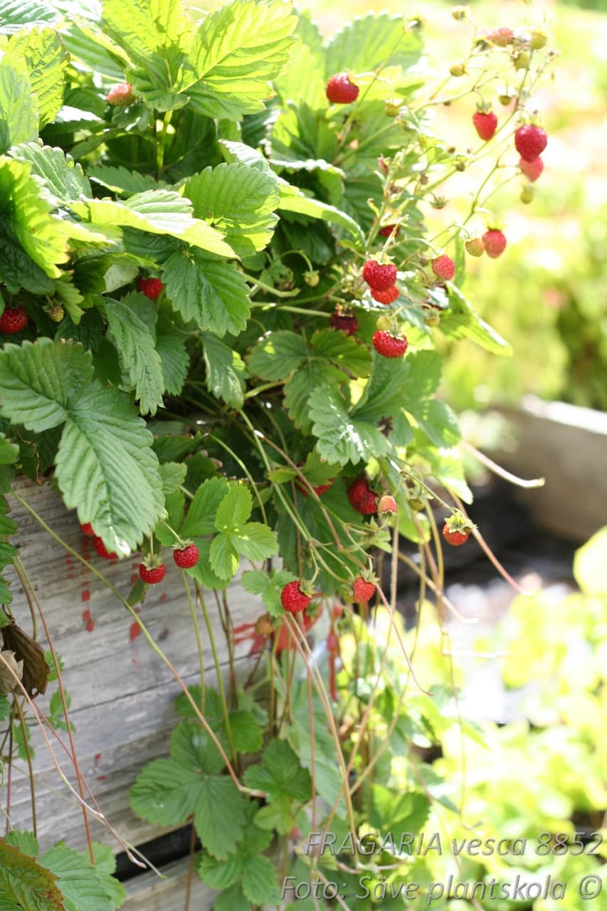 Fragaria vesca var. vesca
