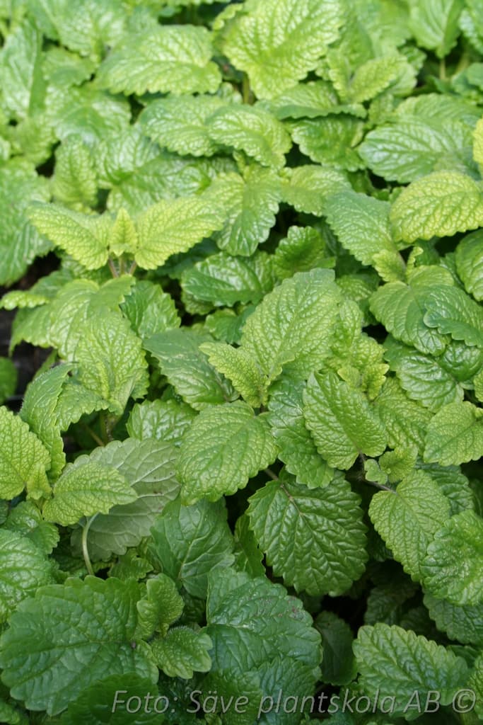 Melissa officinalis