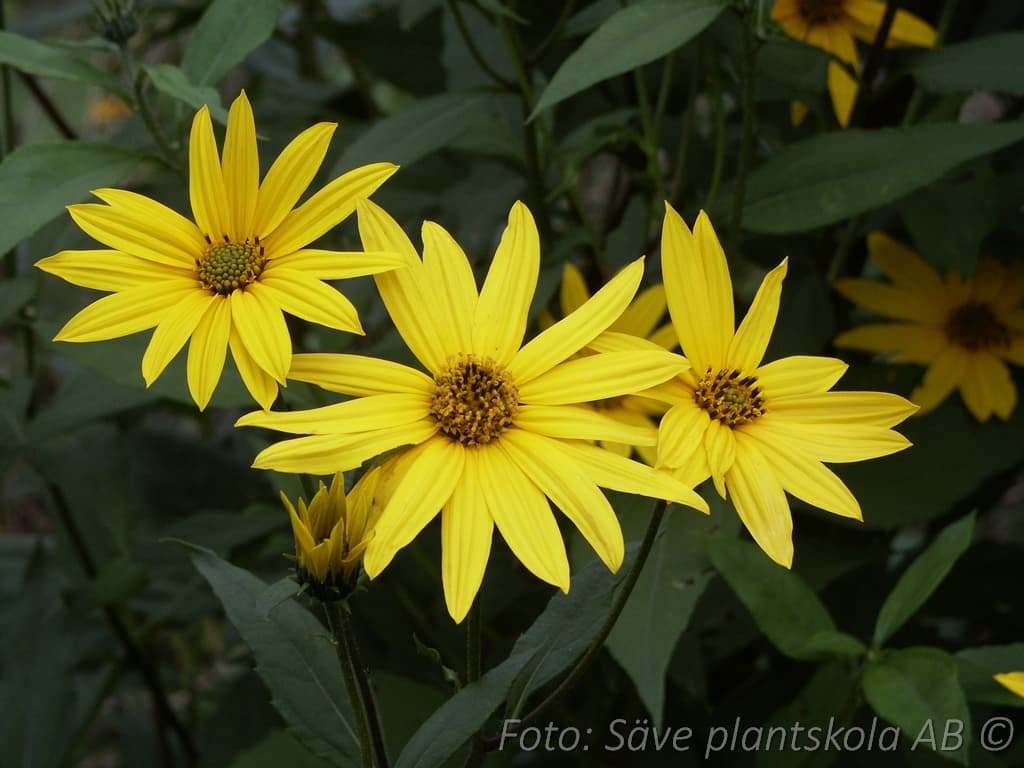 Helianthus tuberosus 'Bianka'