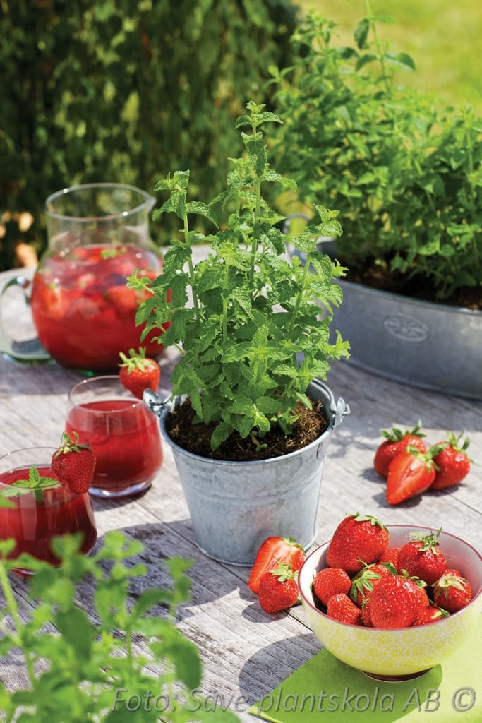 Mentha piperita 'Strawberry Mint'