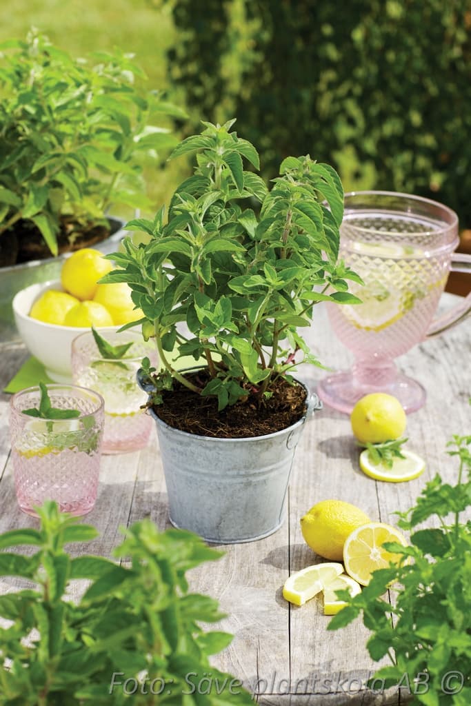 Mentha piperita citrata 'Lemon Fresh'