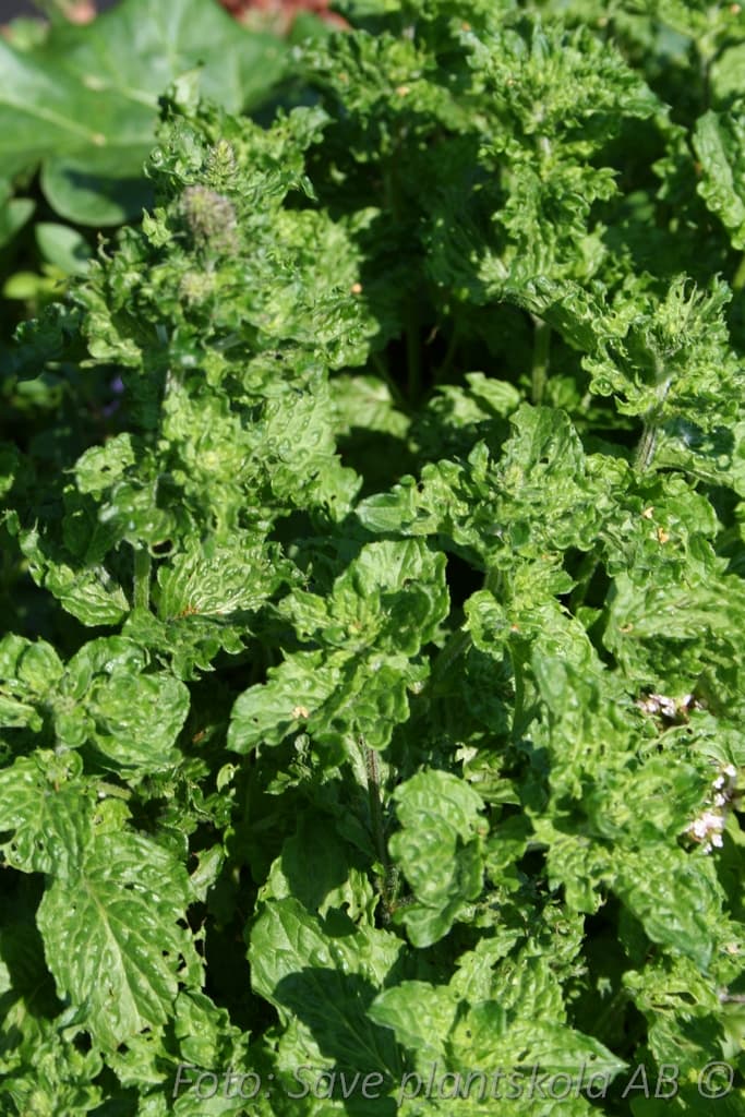 Mentha spicata 'Crispa'