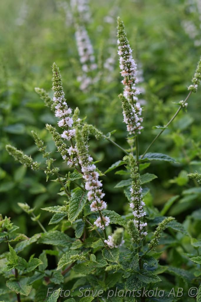 Mentha spicata 'Moroccan'