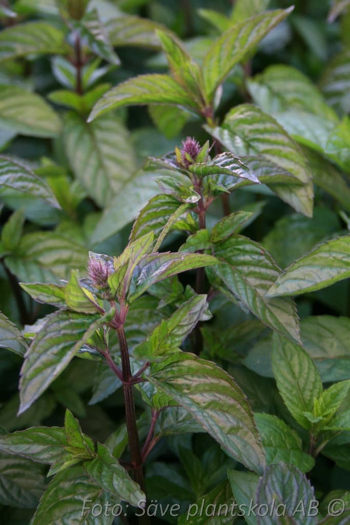 Mentha piperita 'Spearmint'