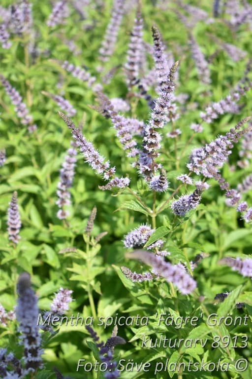 Mentha spicata 'Fägre' GK ®
