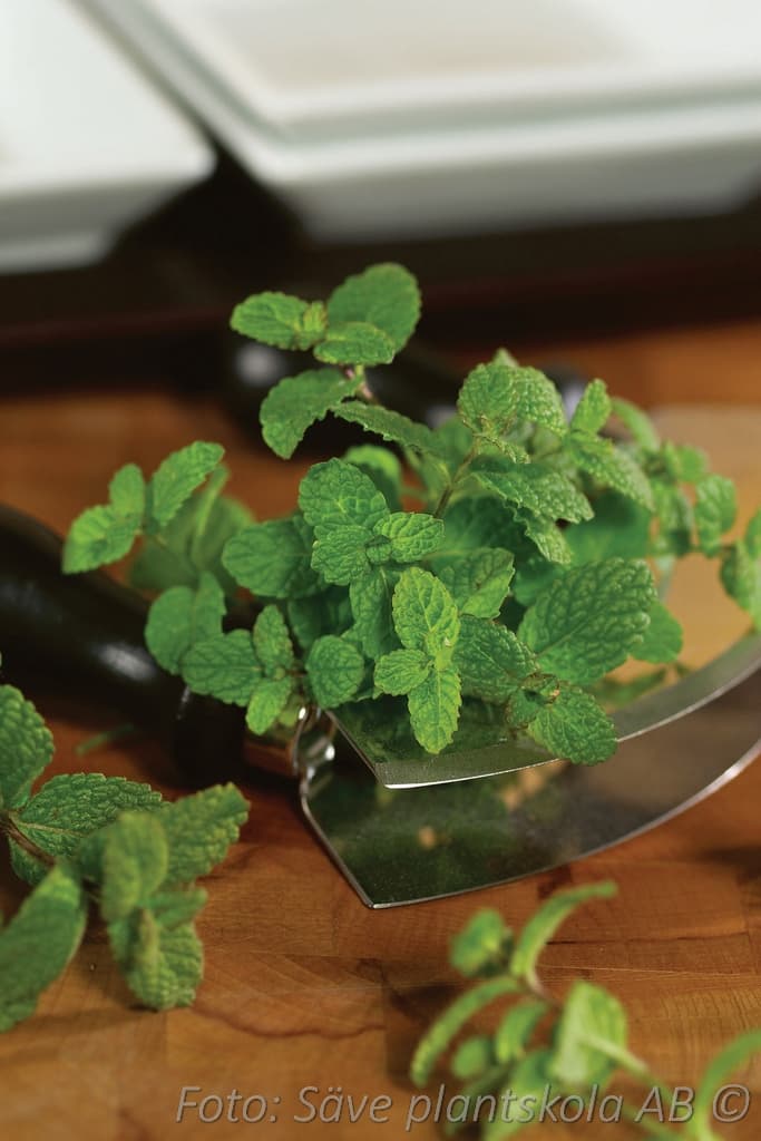 Mentha suaveolens 'Pineapple Mint'