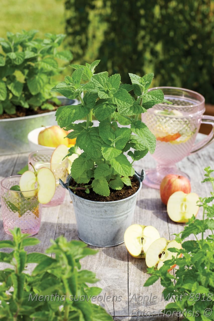 Mentha suaveolens 'Apple Mint'