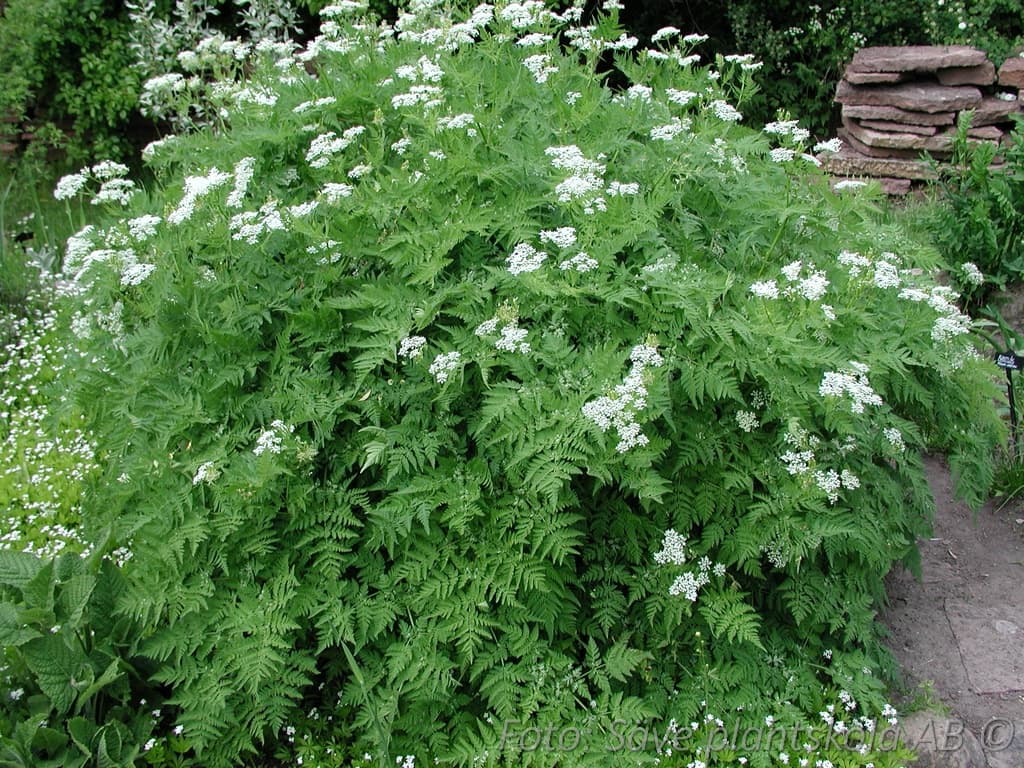 Myrrhis odorata