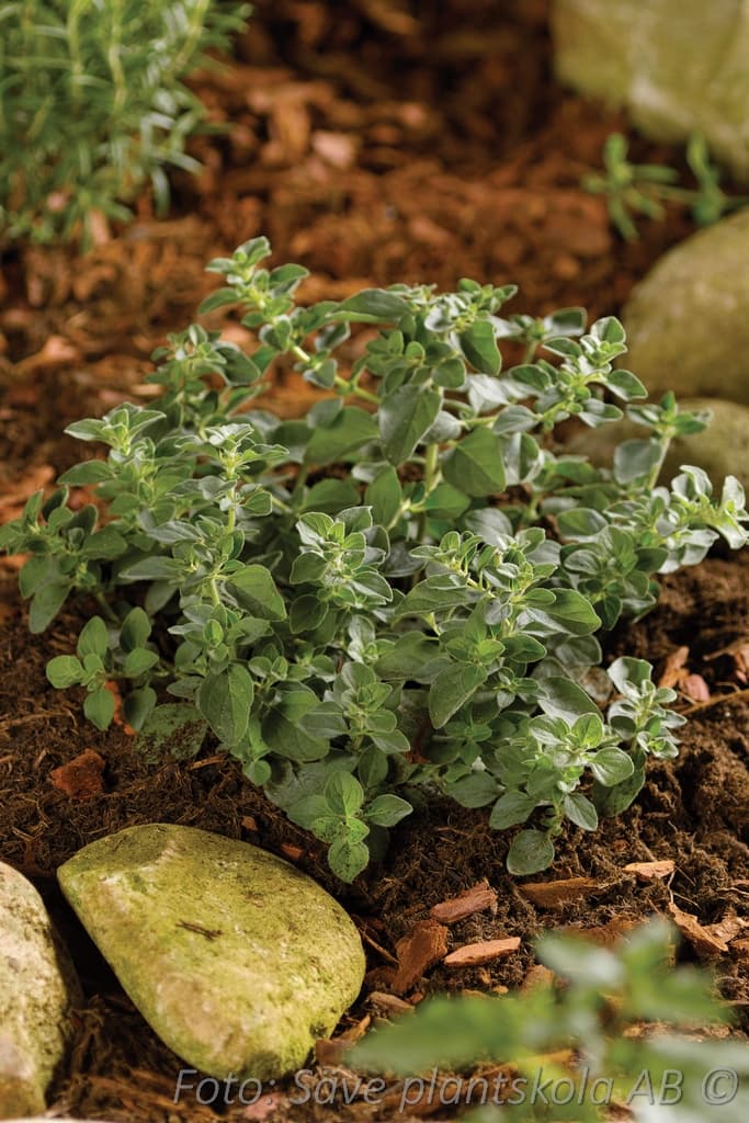 Origanum vulgare 'Hot & Spicy'