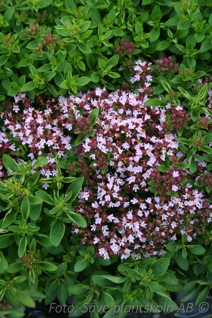 Origanum vulgare 'Compactum'
