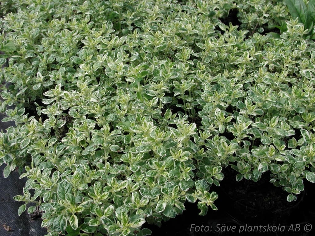 Origanum vulgare  'Polyphant'