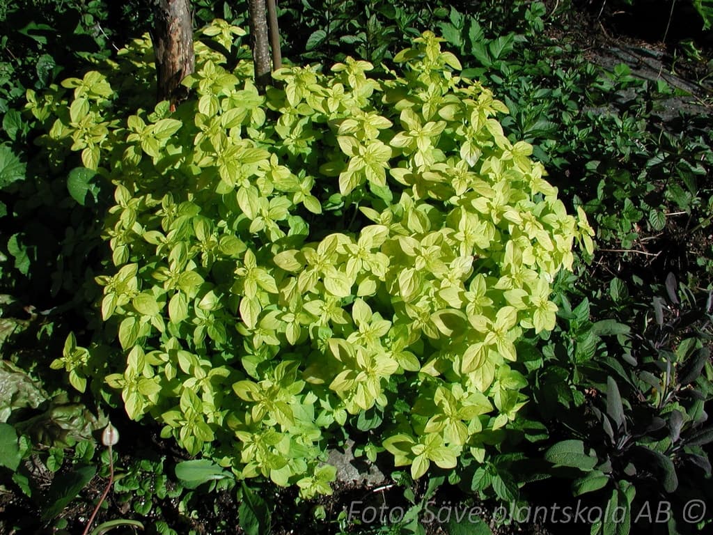 Origanum vulgare 'Thumble's Variety'