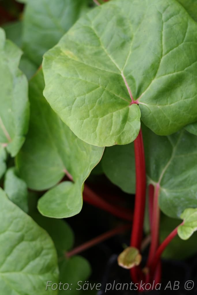 Rheum rhabarbarum 'Red Champagne'