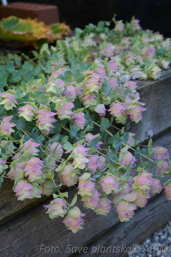 Origanum rotundifolium 'Kent Beauty'
