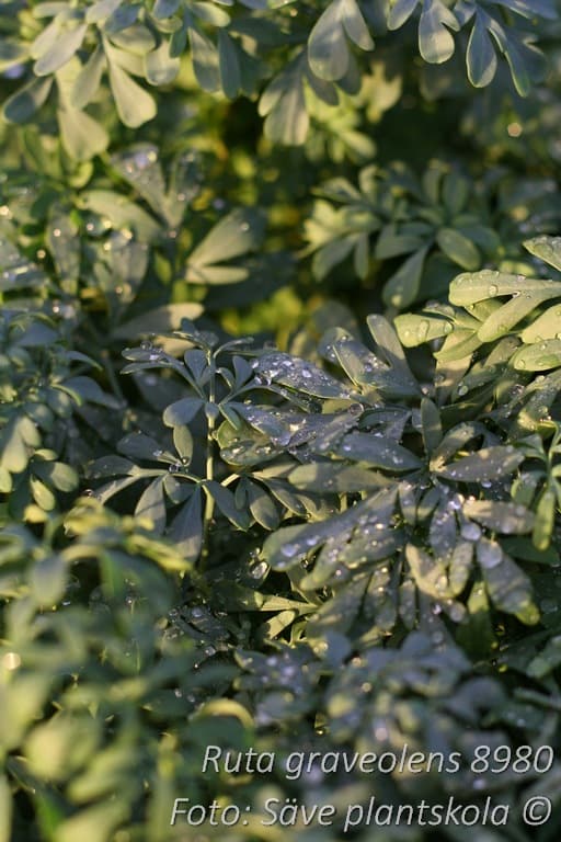 Ruta graveolens