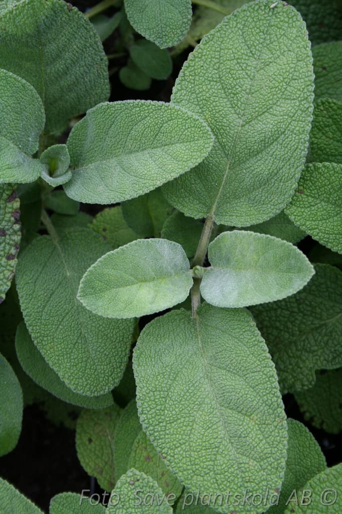 Salvia officinalis