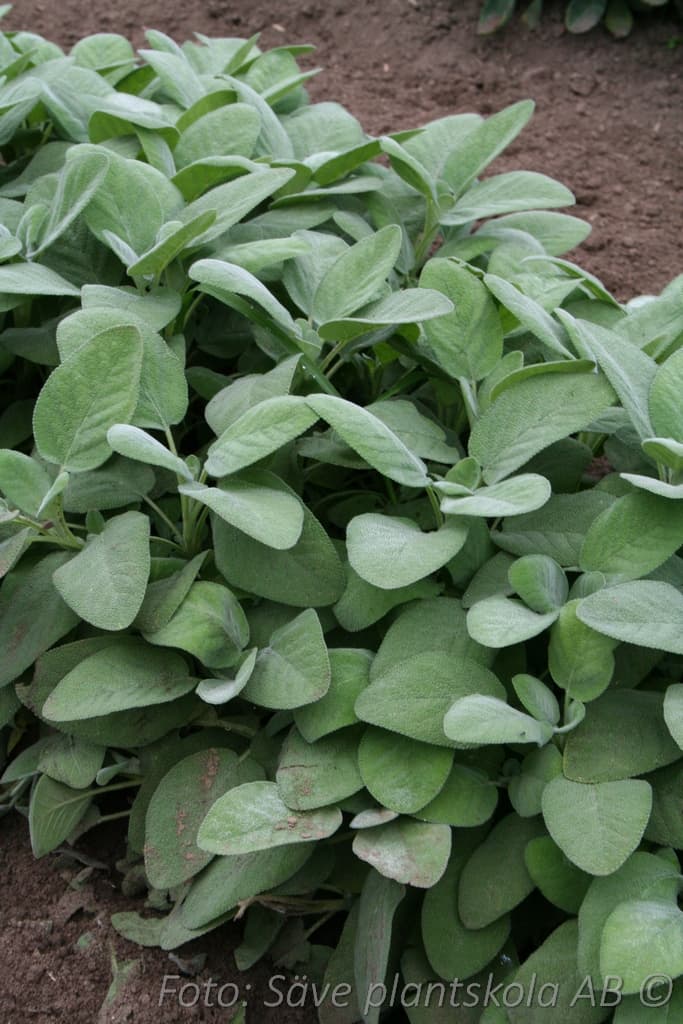 Salvia officinalis 'Berggarten'