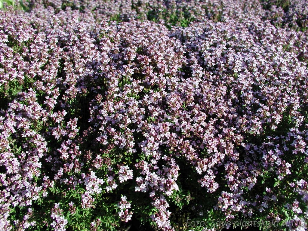 Thymus vulgaris  'Compactus'