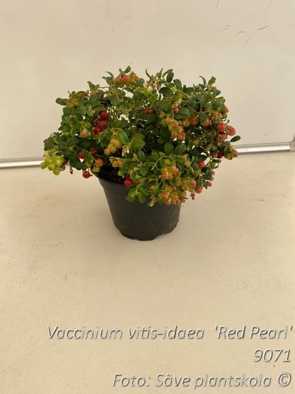 Vaccinium vitis-idaea 'Red Pearl'