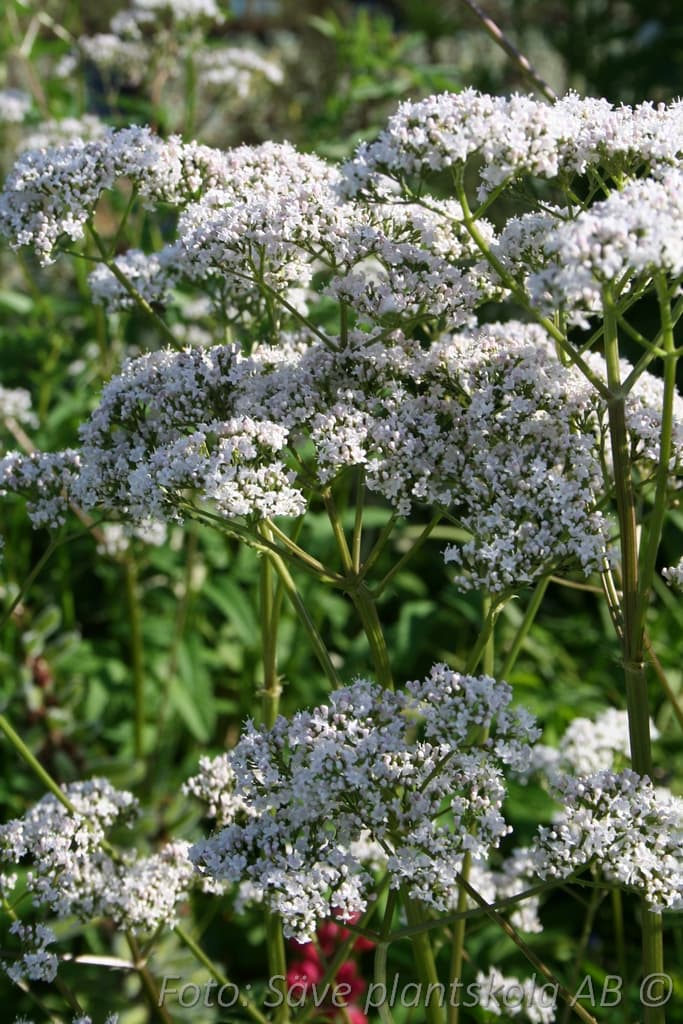 Valeriana officinalis