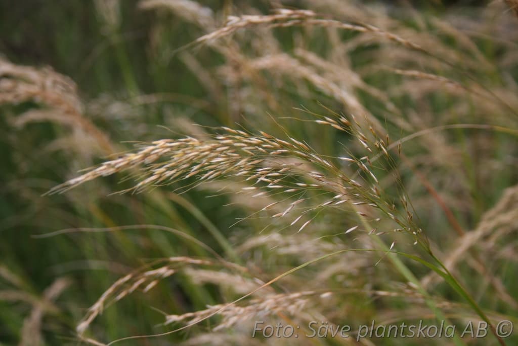 Achnatherum calamagrostis