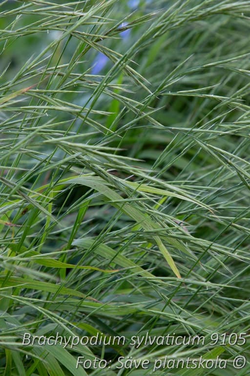 Brachypodium sylvaticum