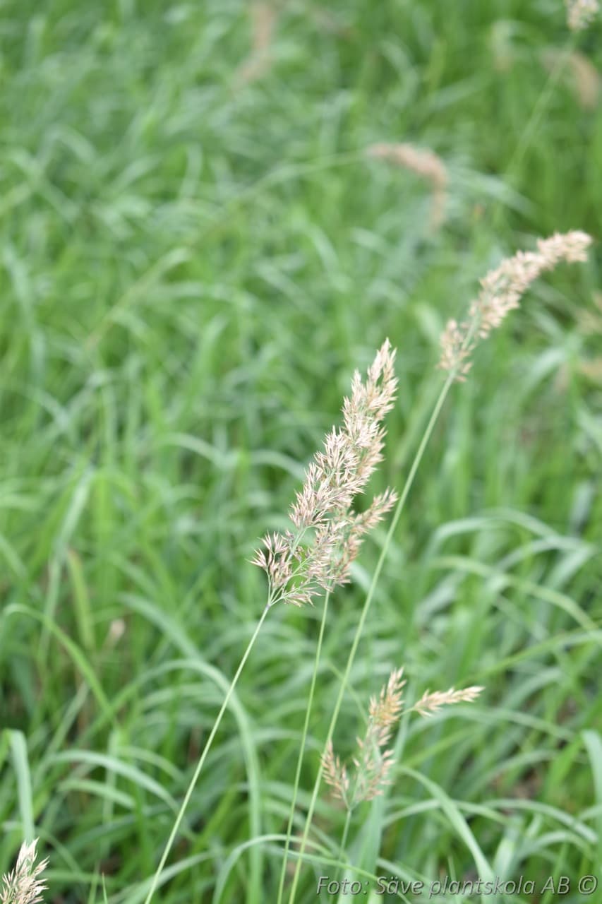 Calamagrostis varia