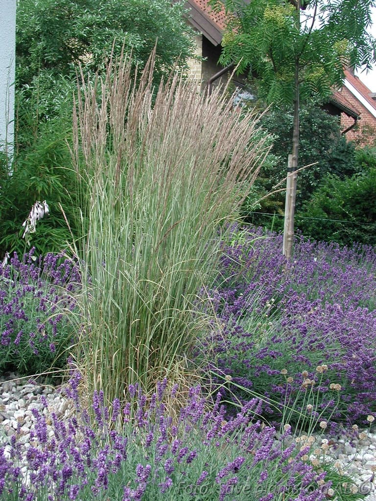 Calamagrostis acutiflora 'Overdam'